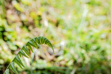 fern in the forest