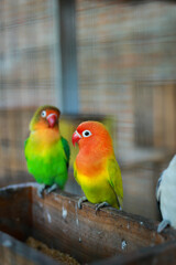 Fototapeta premium Selective focus image Sun conure beautiful bird eating
