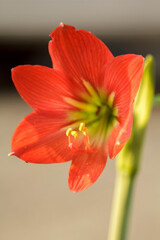 Wan four directions - growing and blooming, flowering, beautiful, light red flowers that are planted to decorate the garden as an auspicious medicinal plant that is popularly planted in Thailand.