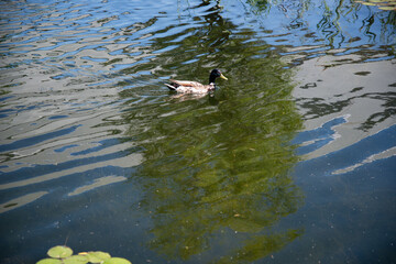 A beautiful duck swims in a small pond.