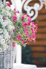 Decorative garden flowering plant.