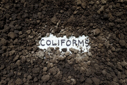 Coliform concept. Written word on a piece of paper on soil.	
