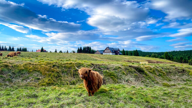 Highland Cattle in the Hamlet Jizerka, Jizera Mountains, Czech Republic