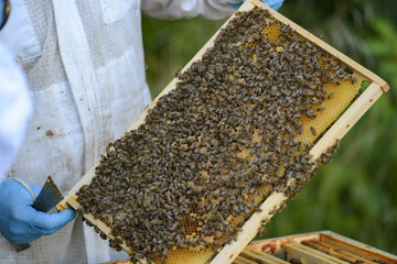 view of the frame of a beehive