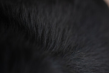 close up of a black hair