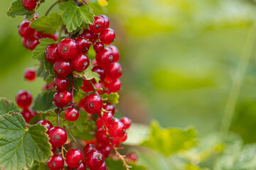Ripe red currants with green leaves on a bush close-up as a background.