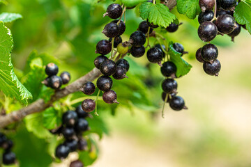 Macro shot of ripening blackcurrant berries in the garden. high quality photo