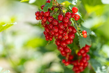 Red currant with green leaves in the garden.. red berries for eating