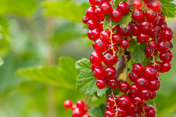 Ripe red currants with green leaves on a bush close-up as a background.