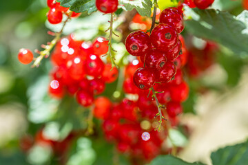 Ripe red currants with green leaves on a bush close-up as a background.