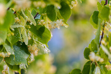 Linden tree blossom in summer forest, close up of lime blooming