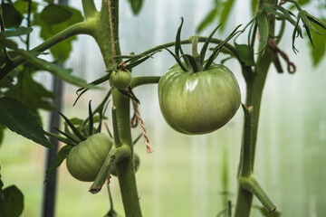 Unripe green tomatoes in a greenhouse close-up