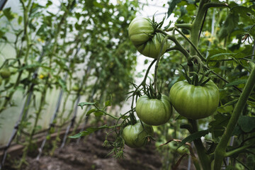 Unripe green tomatoes in a greenhouse close-up