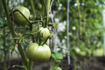 Unripe green tomatoes in a greenhouse close-up