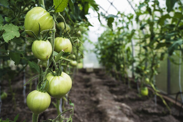Unripe green tomatoes in a greenhouse close-up