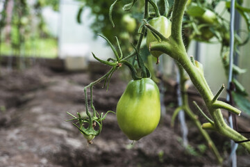 Unripe green tomatoes in a greenhouse close-up