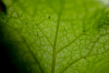 green leaf with water drops texture
