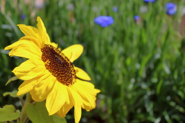 Yellow Flower in a Garden