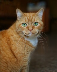 Naklejka premium A striped ginger cat with green eyes and a long white mustache. The cat looks into the camera