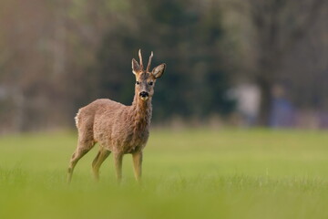 Naklejka na ściany i meble Young roebuck standing on the meadow. Portrait of a rode deer. Capreolus capreolus. 