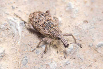Rhytideres plicatus weevil posed on concrete wall under the sun