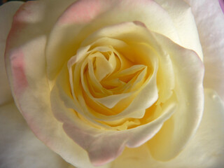 Closeup of a white rose flower