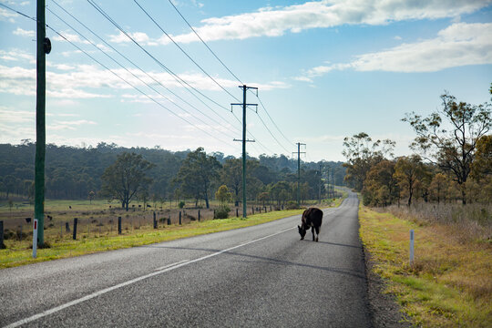 Black cow escaped from the paddock standing on rural road