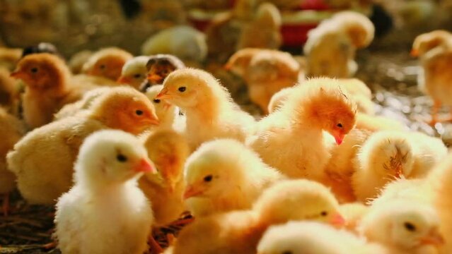 Close-up small yellow chicks Gallus day old poultry newborn in a farm sunshine