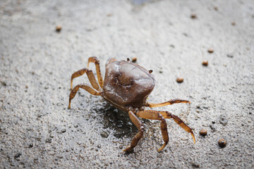 Little crab on the riverside