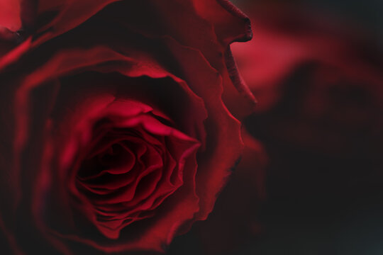 macro picture of a red rose	