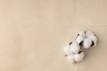 Two cotton flowers on a light fabric