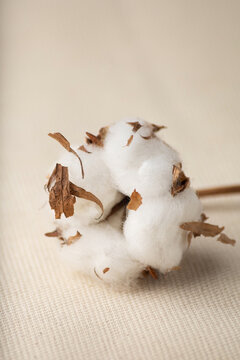 One cotton flower close-up on a light background