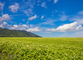 Summer foothill landscape. Green meadow and blue sky with clouds. Altai.