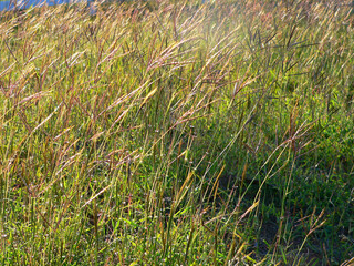 Long grass in a field with seeds