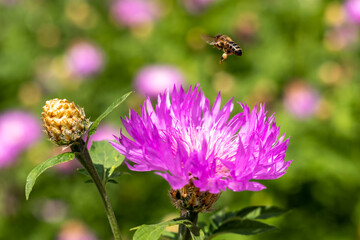 A bee flies over a purple-white cornflower with a bud. Close-up. Selective focus.