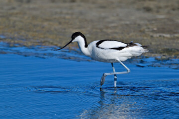 Pied avocet // Säbelschnäbler (Recurvirostra avosetta)