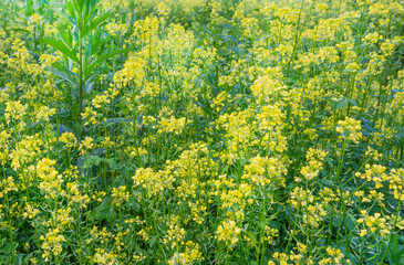 Flowering field of mustard and rapeseed. Mustard flowers bloomed in the garden in summer