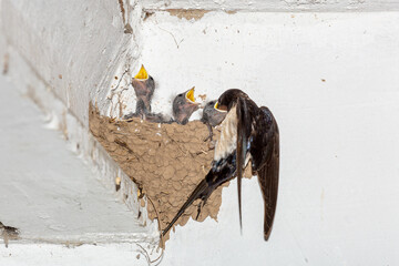 Adult Barn Swallow feeding its young in the nest. Hirundo rustica.