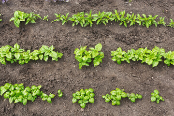 Planted in the garden in a garden bed in three rows of leaf lettuce, various varieties. View from above