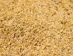 Grain close-up. Harvest in agriculture. Barley, rye or wheat. Background of cereals. Grain texture. Bright sunlight.
