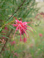 Pink grevillea flower on a shrub in a garden
