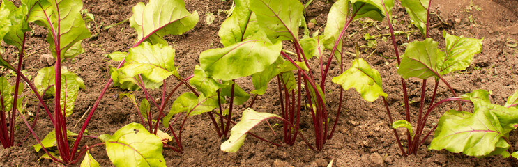 Beetroot with green leaves on garden bed on sunny day. organic vegetarian food vegetables.