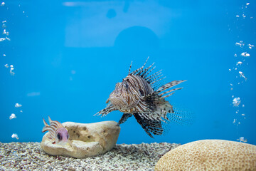 Large lionfish in the tank