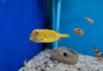 yellow box fish in the tank