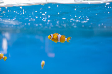 Clownfish near the surface of the water in the tank