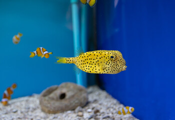 yellow box fish in the tank
