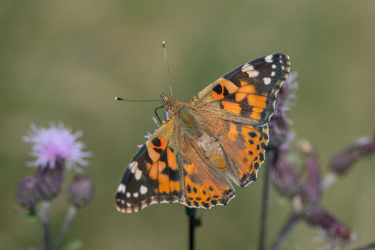 Newly hatched imago of a painted lady butterfly (Vanessa cardui). Rests of the pupa shell on it's back.