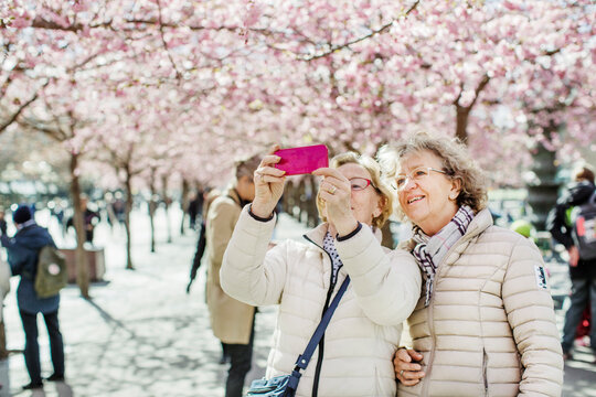 Mature women taking selfie by cherry blossoms