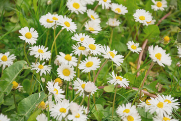 Fototapeta premium daisies in a summer meadow, flowers