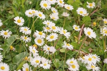 Fototapeta premium daisies in a summer meadow, flowers